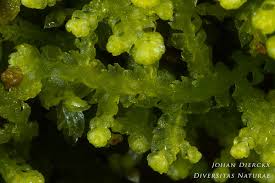 Attēlu rezultāti vaicājumam “Lepidozia reptans”