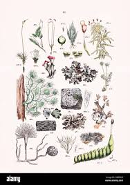 Attēlu rezultāti vaicājumam “Jungermannia sphaerocarpa sporophyte”