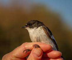 Attēlu rezultāti vaicājumam “Ficedula hypoleuca male”