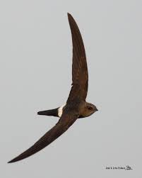 Image result for Apus pacificus