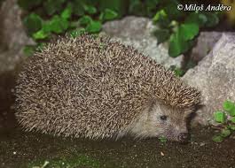 Attēlu rezultāti vaicājumam “Erinaceus roumanicus”