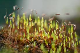 Attēlu rezultāti vaicājumam “Mnium hornum sporophyte”