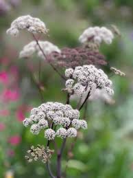 Attēlu rezultāti vaicājumam “Angelica palustris flower”