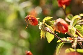 Attēlu rezultāti vaicājumam “Rosa subcanina”