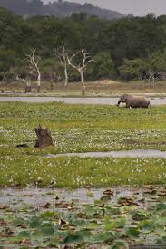 Image result for Яла заповедник