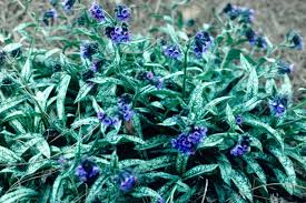 Attēlu rezultāti vaicājumam “Pulmonaria angustifolia fruit”