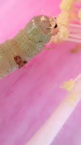 Attēlu rezultāti vaicājumam “Caliroa annulipes larva”