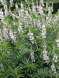 Attēlu rezultāti vaicājumam “Galega orientalis fruit”