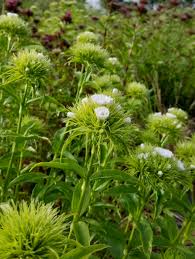 Attēlu rezultāti vaicājumam “Dianthus barbatus bud”