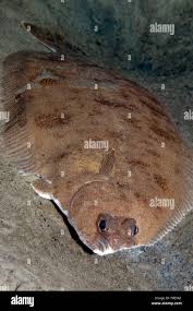 Image result for Glyptocephalus cynoglossus