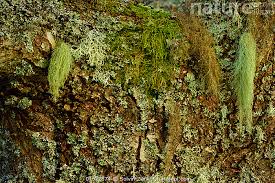 Attēlu rezultāti vaicājumam “Usnea filipendula”