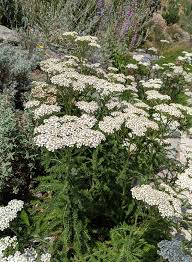 Attēlu rezultāti vaicājumam “Achillea millefolium flower”