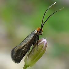 Attēlu rezultāti vaicājumam “Cauchas rufimitrella”