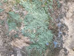 Attēlu rezultāti vaicājumam “Lepraria incana”