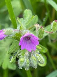 Attēlu rezultāti vaicājumam “Geranium pusillum leaf”