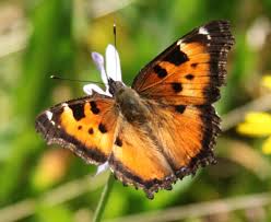 Attēlu rezultāti vaicājumam “Nymphalis xanthomelas upperside”