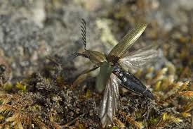 Attēlu rezultāti vaicājumam “Ctenicera pectinicornis”