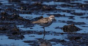 Image result for Calidris ruficollis