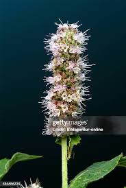 Attēlu rezultāti vaicājumam “Mentha longifolia flower”