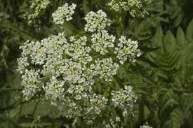 Image result for Chaerophyllum aureum