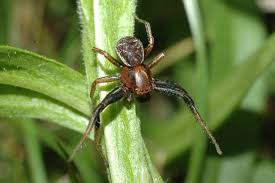 Attēlu rezultāti vaicājumam “Xysticus bifasciatus female”
