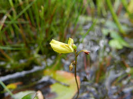 Attēlu rezultāti vaicājumam “Utricularia minor bud”