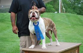 Image result for Bulldogs Power and strength