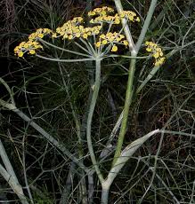 Attēlu rezultāti vaicājumam “Umbelliferae”
