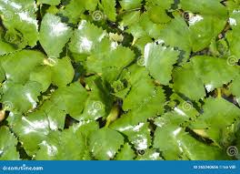 Attēlu rezultāti vaicājumam “Trapa natans leaf”