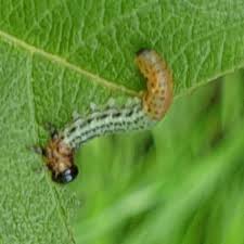 Attēlu rezultāti vaicājumam “Nematus salicis”