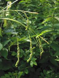 Attēlu rezultāti vaicājumam “Carex appropinquata leaf”