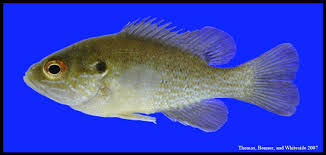 Image result for Lepomis cyanellus