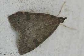 Attēlu rezultāti vaicājumam “Udea prunalis”