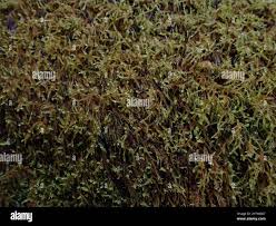 Attēlu rezultāti vaicājumam “Cratoneuron filicinum”