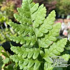 Attēlu rezultāti vaicājumam “Dryopteris cristata”