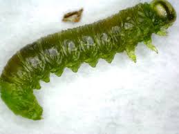 Attēlu rezultāti vaicājumam “Nematus salicis larva”