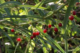 Attēlu rezultāti vaicājumam “Polygonatum verticillatum leaf”