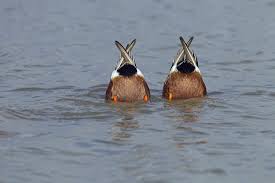 Attēlu rezultāti vaicājumam “Anas clypeata”