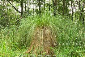 Attēlu rezultāti vaicājumam “Carex paniculata”