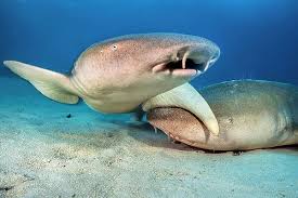 Image result for Nebrius ferrugineus