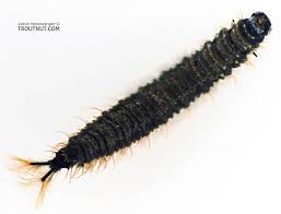 Attēlu rezultāti vaicājumam “Psychodidae”