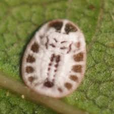 Attēlu rezultāti vaicājumam “Aleurochiton aceris”