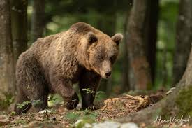 Attēlu rezultāti vaicājumam “Ursus arctos”