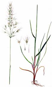 Attēlu rezultāti vaicājumam “Helictotrichon pubescens”