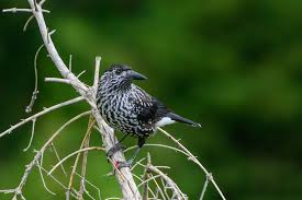 Attēlu rezultāti vaicājumam “Nucifraga caryocatactes”