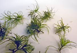 Attēlu rezultāti vaicājumam “Najas minor”