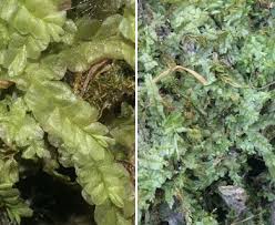 Attēlu rezultāti vaicājumam “Chiloscyphus pallescens”