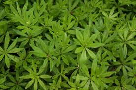 Attēlu rezultāti vaicājumam “Galium odoratum leaf”