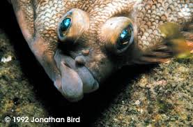 Image result for Pseudopleuronectes americanus