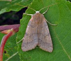 Attēlu rezultāti vaicājumam “Agrochola helvola”